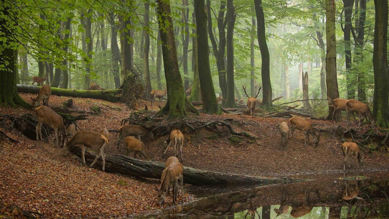 Witte Berken Natuurhotel Epe Bagian luar foto