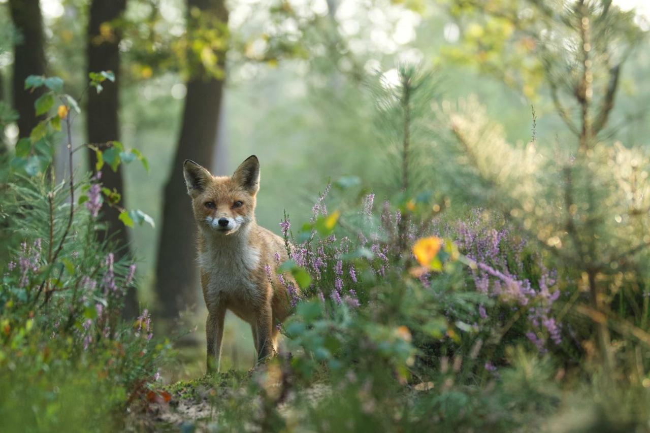 Witte Berken Natuurhotel Epe Bagian luar foto