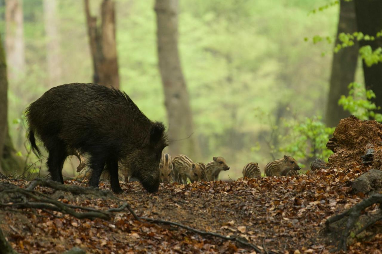 Witte Berken Natuurhotel Epe Bagian luar foto